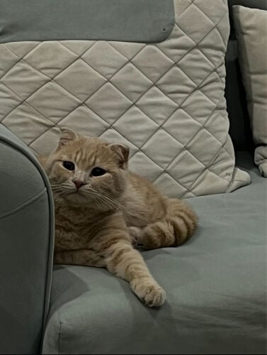 قط ضايع ام قرن 