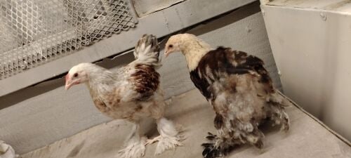 Brahma